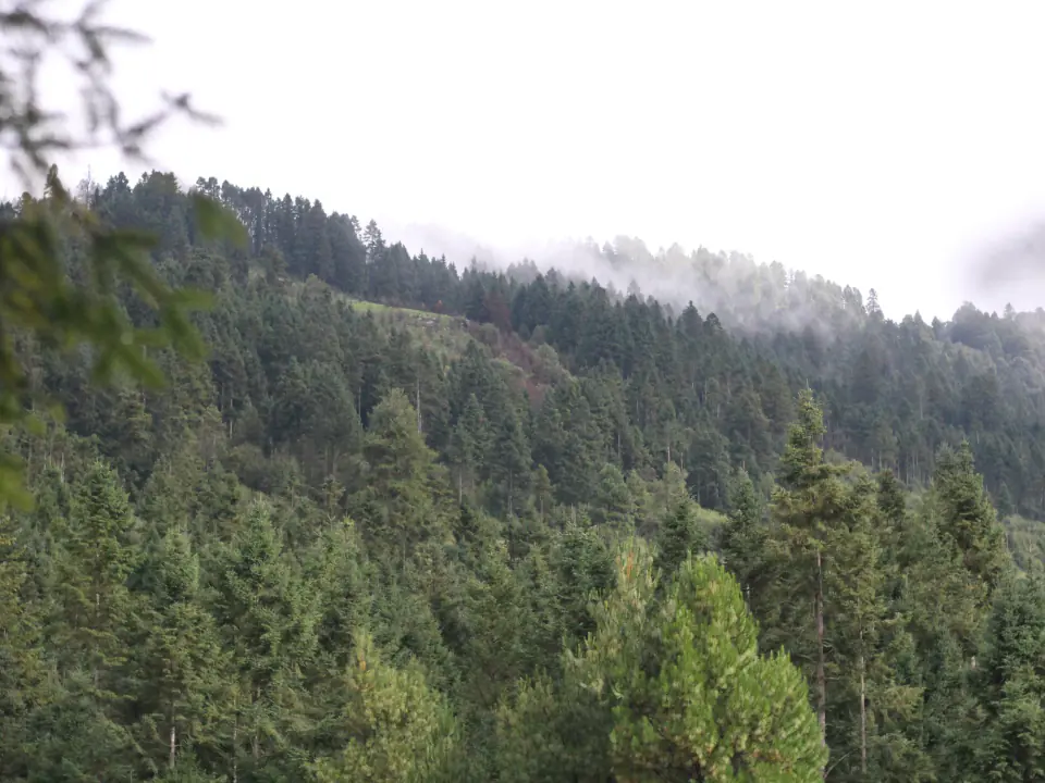 Bosque entre neblina, universo visual de Esporas de la Tierra