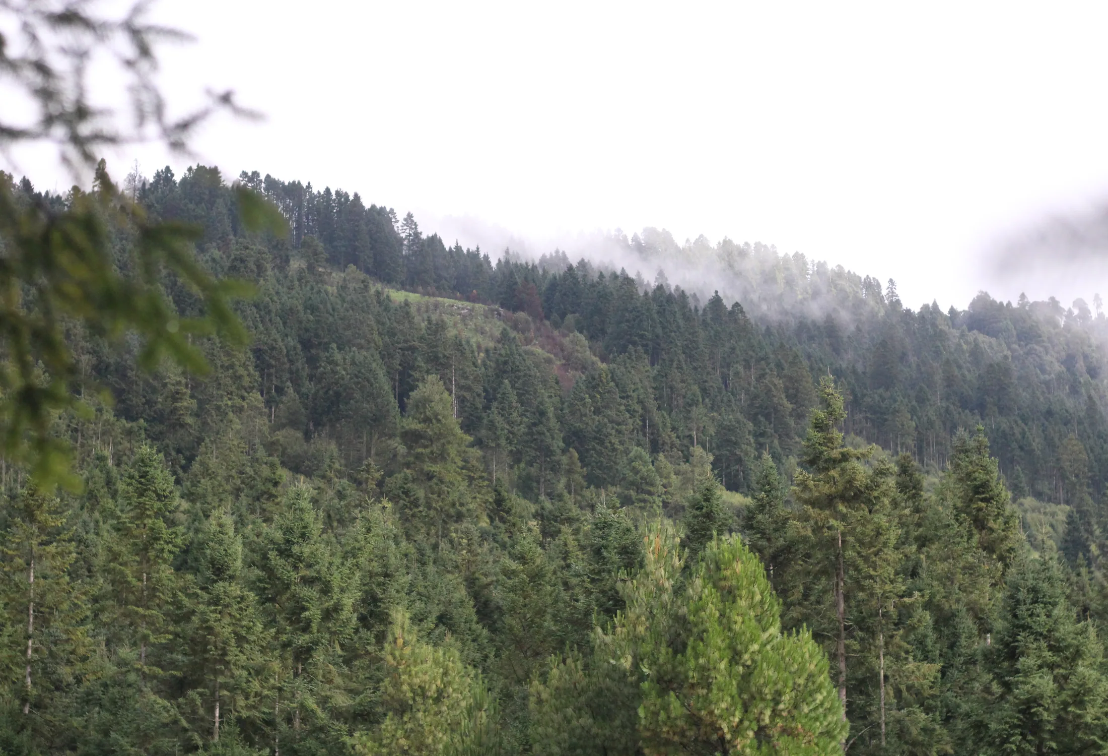 Bosque montañoso entre neblina, universo visual de Esporas de la Tierra